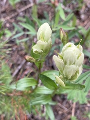 Castilleja septentrionalis