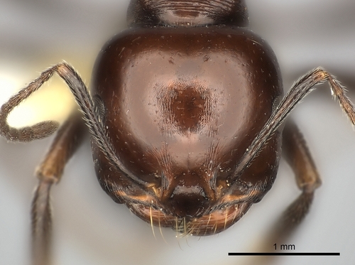 Representative image of Messor sanctus