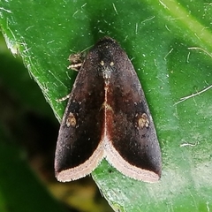 Micrathetis canifimbria