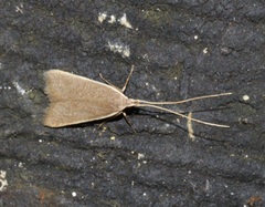 Homaloxestis multidentalis