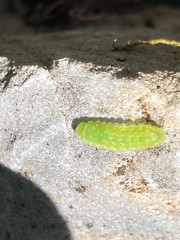 Callophrys gryneus