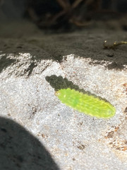 Callophrys gryneus