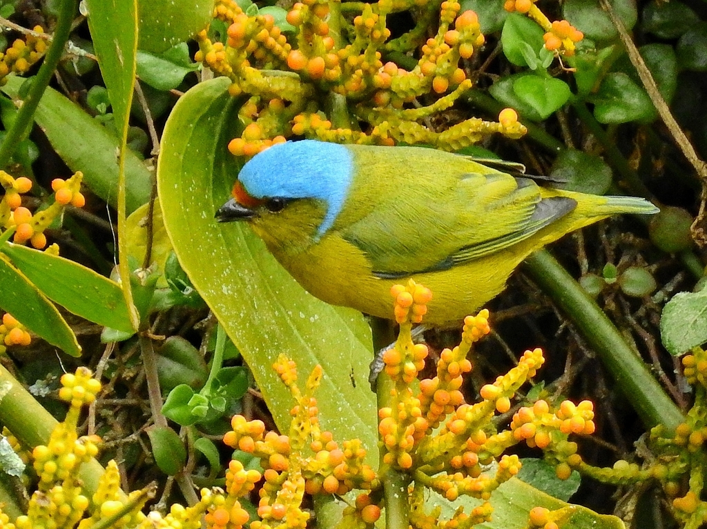 Golden-rumped Euphonia