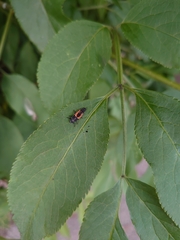 Harmonia axyridis