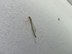 Argentagrion ambiguum