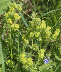 Alchemilla bungei