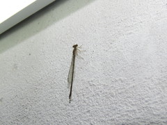 Argentagrion ambiguum