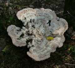 Calcipostia guttulata