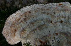 Calcipostia guttulata