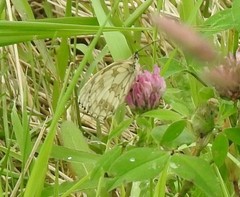 Melanargia galathea