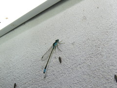 Ischnura fluviatilis