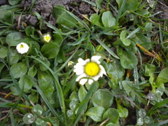 Bellis perennis