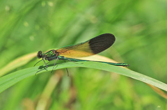 Calopteryx aequabilis