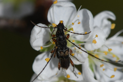 Molorchus bimaculatus