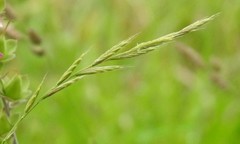 Bromus commutatus