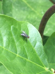 Lucilia cuprina
