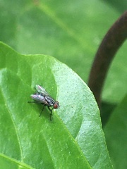 Lucilia cuprina