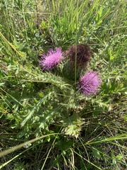 Cirsium drummondii