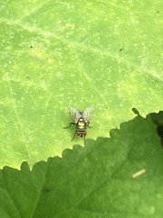 Lucilia cuprina