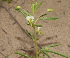 Polanisia jamesii