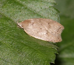 Scythropiodes