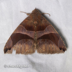 Bastilla arcuata
