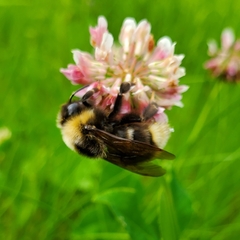 Bombus ashtoni