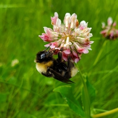 Bombus ashtoni