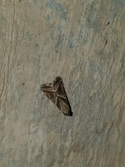 Nyctegretis triangulella