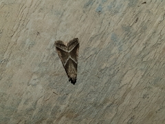 Nyctegretis triangulella