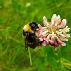 Bombus ashtoni