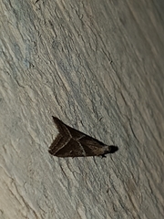 Nyctegretis triangulella