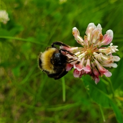 Bombus ashtoni