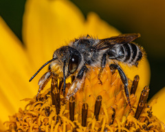 Megachile frigida