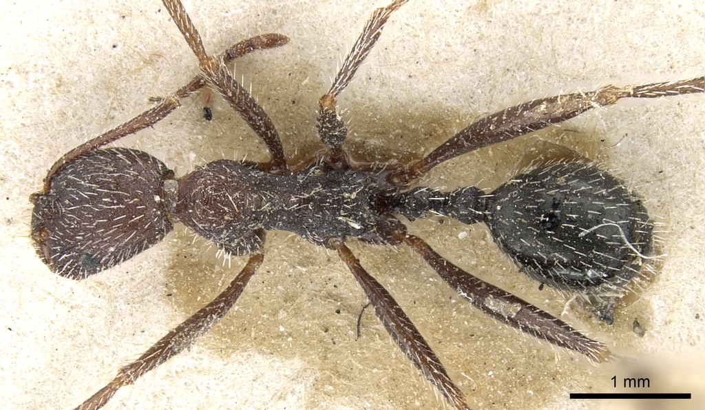 Aphaenogaster campana
