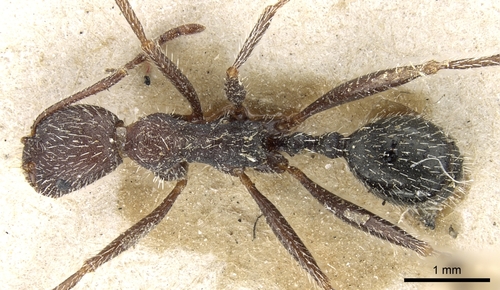Aphaenogaster campanaAphaenogaster campana