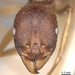 Aphaenogaster ovaticeps - Photo (c) California Academy of Sciences, 2000-2010, some rights reserved (CC BY-NC-SA)