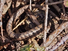 Elgaria coerulea coerulea