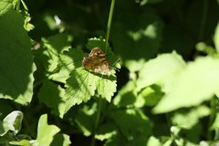 Pararge aegeria