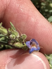 Penstemon caespitosus