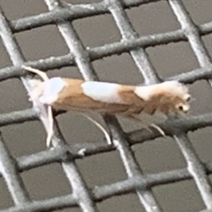 Phyllonorycter fitchella