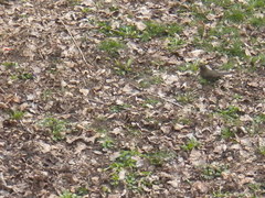Turdus merula