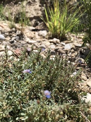 Penstemon caespitosus
