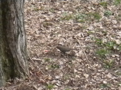 Turdus merula