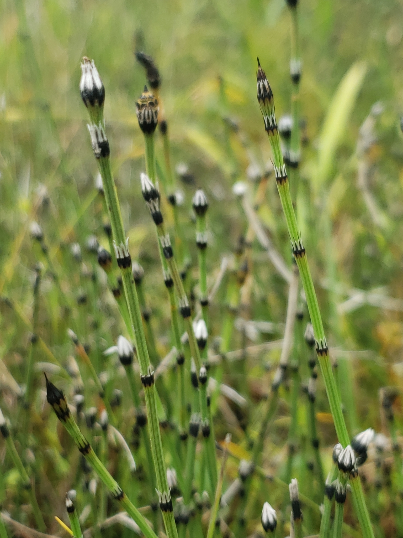 Equisetum variegatum
