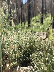 Penstemon caespitosus