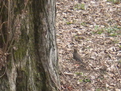 Turdus merula