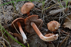 Inocybe godeyi