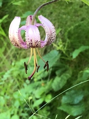 Lilium martagon martagon