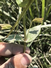 Erythranthe scouleri